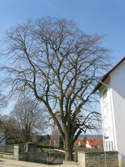 Bild 3 von Linde auf dem Friedhof